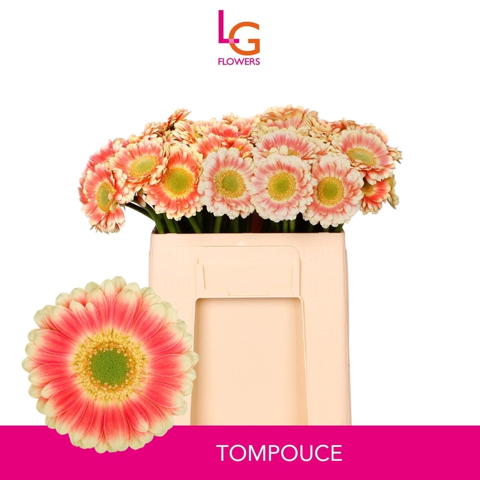 <h4>GE MI TOMPOUCE</h4>