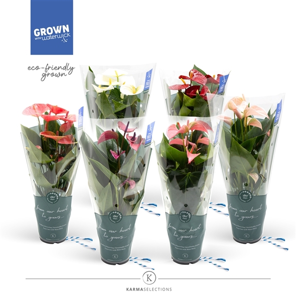 <h4>Anthurium Andreanum Grp gemengd</h4>