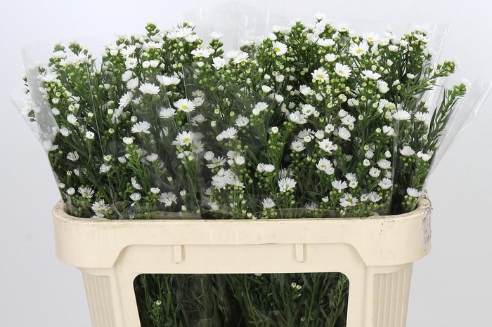 <h4>Aster Paquita</h4>