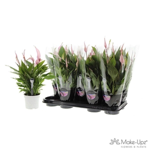 Spathiphyllum 13 cm Bellini Make Upz roze