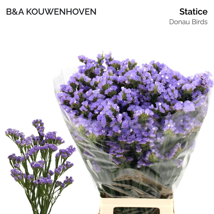 <h4>Statice Donau Birds</h4>