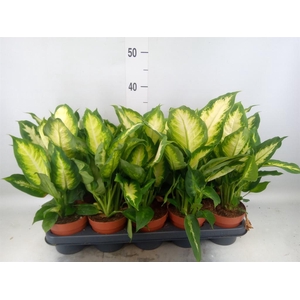 Dieffenbachia  'Camilla'