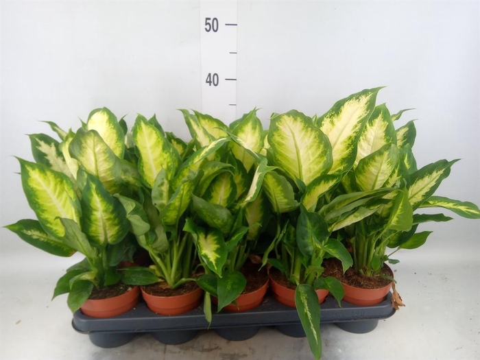 <h4>Dieffenbachia  'Camilla'</h4>