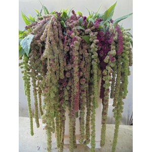 Amaranthus Ca Mira