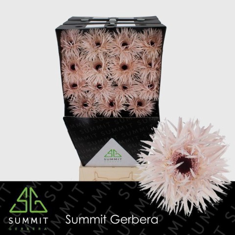 <h4>Gerbera Spider Cream Springs Water</h4>