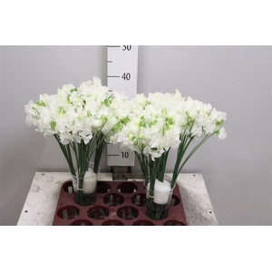 Lathyr Wi Suns White