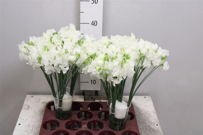 <h4>Lathyr Wi Suns White</h4>