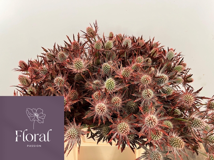 <h4>ERYN PL OV KLB H%</h4>