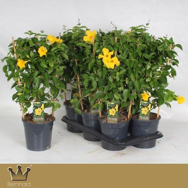 <h4>Dipladenia P17 Rek Diamantina Opale Citrine</h4>