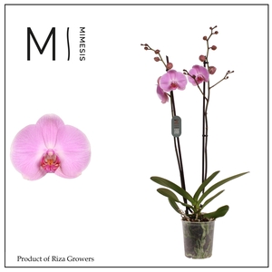 Mimesis Phal. Elion - 2 spike 12cm
