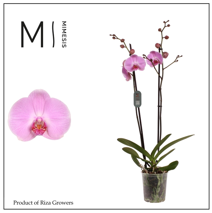 <h4>Phalaenopsis Elion 2 spike – 12cm | Mimesis</h4>