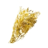 Bupleurum Yellow