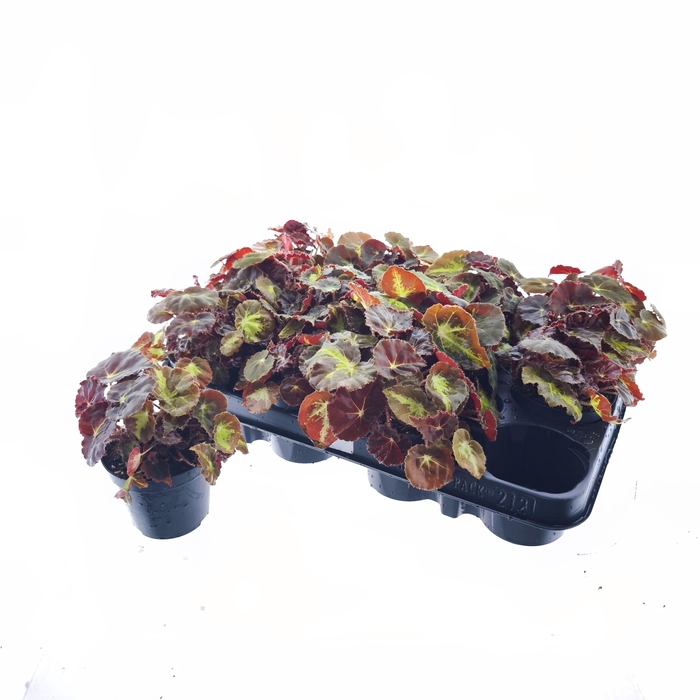 <h4>BEG M C MONTUNO</h4>