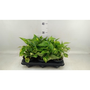 Epipremnum pinn. 'Hicolor'