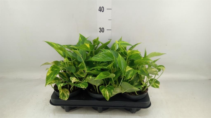 <h4>Epipremnum pinn. 'Hicolor'</h4>
