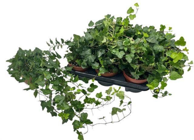 <h4>HED HE WONDER</h4>