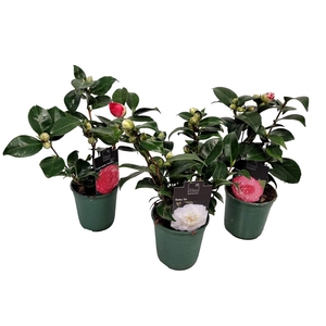 CAMELLIA JAPONICA