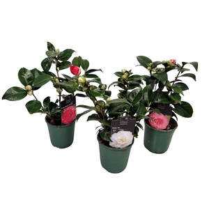 CAMELLIA JAPONICA