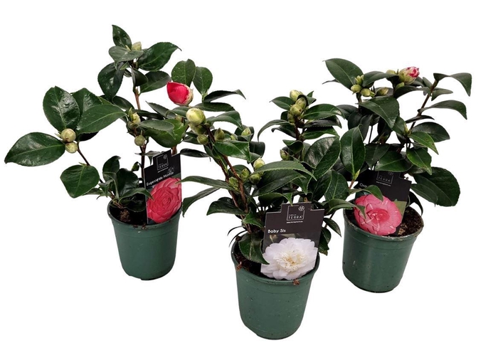 <h4>CAMELLIA JAPONICA</h4>