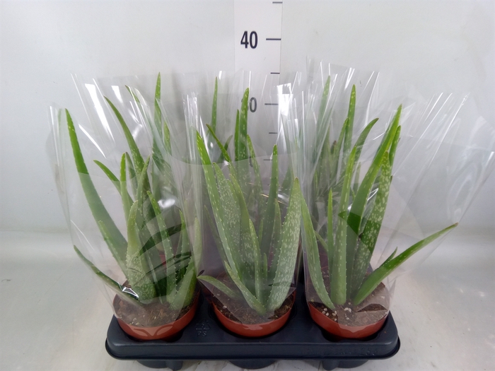 <h4>Aloe vera</h4>