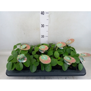 Pilea peperomioides