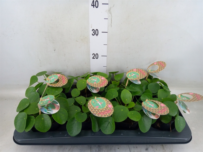 <h4>Pilea peperomioides</h4>