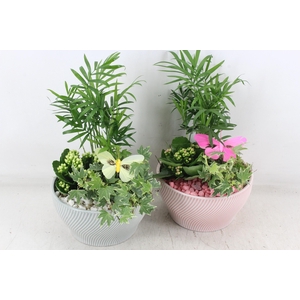 arr2 PL - Ker. lazaro schaal x3 - roze/wit