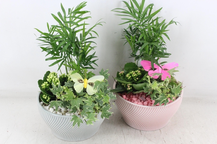 <h4>arr2 PL - Ker. lazaro schaal x3 - roze/wit</h4>