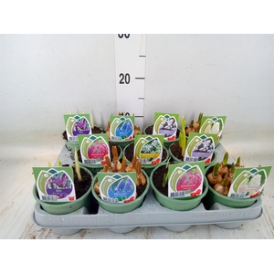 Bolbloemen   ...mix