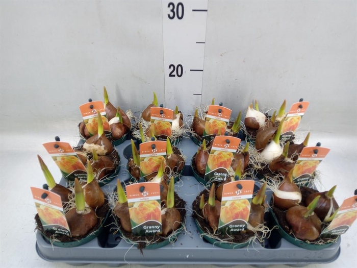 <h4>Tulipa   ...</h4>