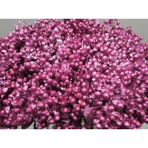 Hypericum G Metallic Fuchsia