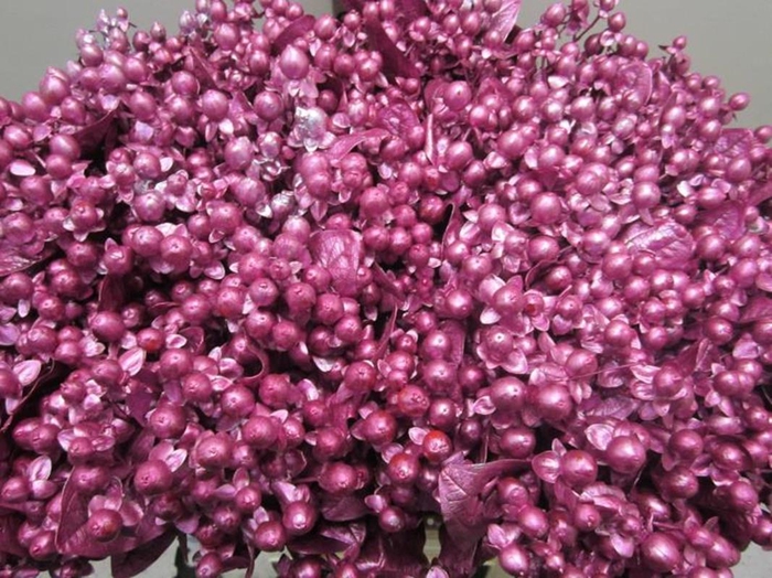 <h4>Hypericum G Metallic Fuchsia</h4>