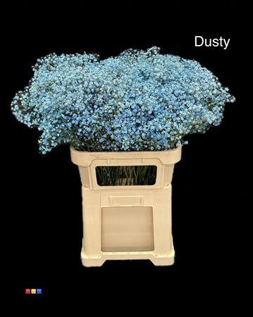 <h4>Gyps Xlence Dusty Blue</h4>