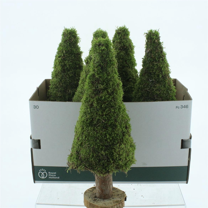 <h4>Pres Moss Tree Round 50cm</h4>