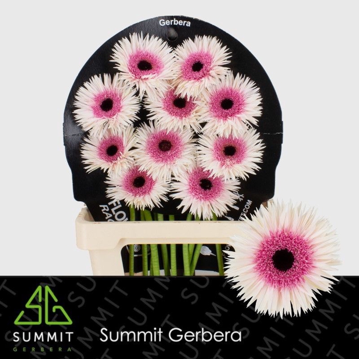 <h4>Gerbera Spider Stunt Flowerracket</h4>