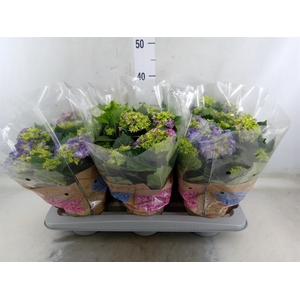 Hydrangea mac. 'Early Blue'