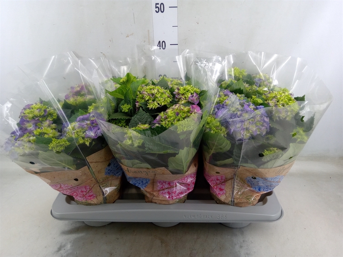 <h4>Hydrangea mac. 'Early Blue'</h4>