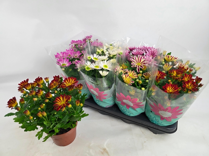 <h4>CHRYS GEM 5 KL</h4>