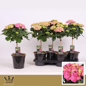 Hydrangea Macr Overig stam Early Pink