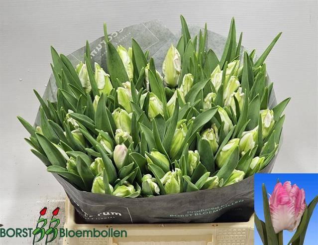 <h4>TU PA CABANNA</h4>