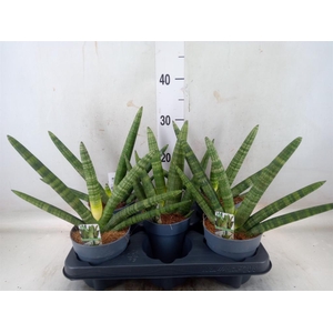 Sansevieria cyl. 'Boncel'