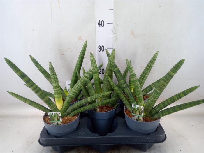 <h4>Sansevieria cyl. 'Boncel'</h4>