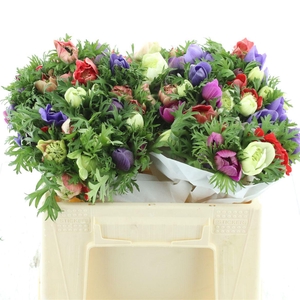 Anem Co Fstar D Gem Super