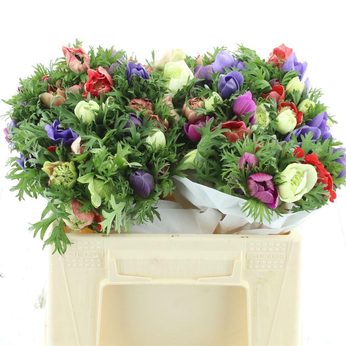 <h4>Anem Co Fstar Gem Super</h4>