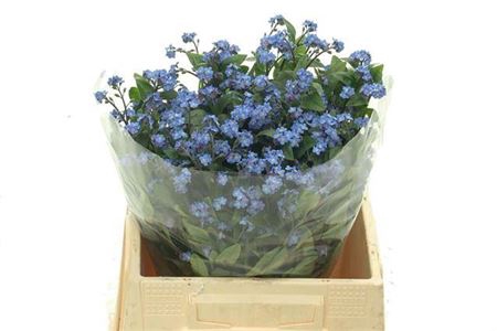 <h4>Myosotis</h4>