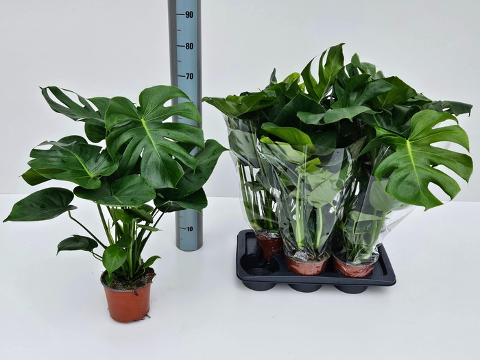 <h4>Monstera deliciosa</h4>