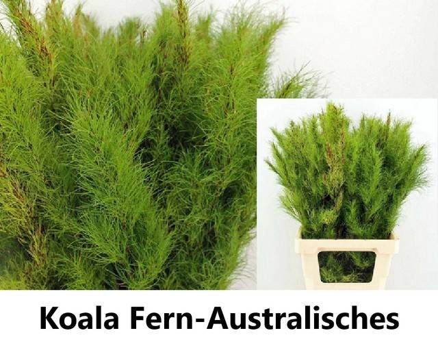 <h4>DECOGROEN GROOT BLAD</h4>