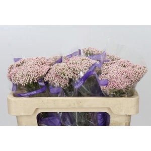 Ozothamnus  'Cooks Tall Pink'