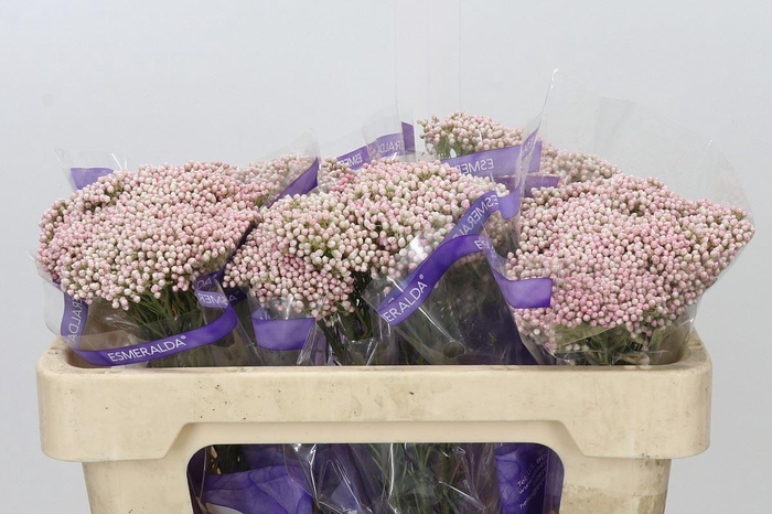 <h4>Ozothamnus  'Cooks Tall Pink'</h4>