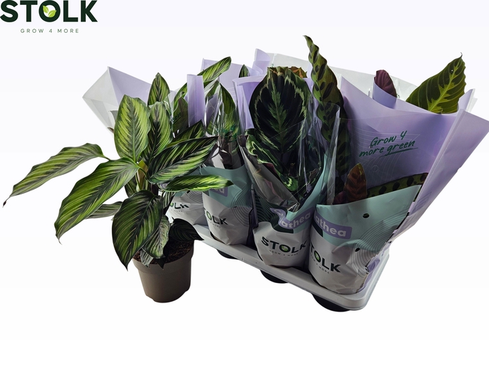 <h4>CALAT GEM 4 SRT</h4>